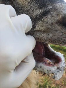Schaf mit Entzündungen an der Zunge