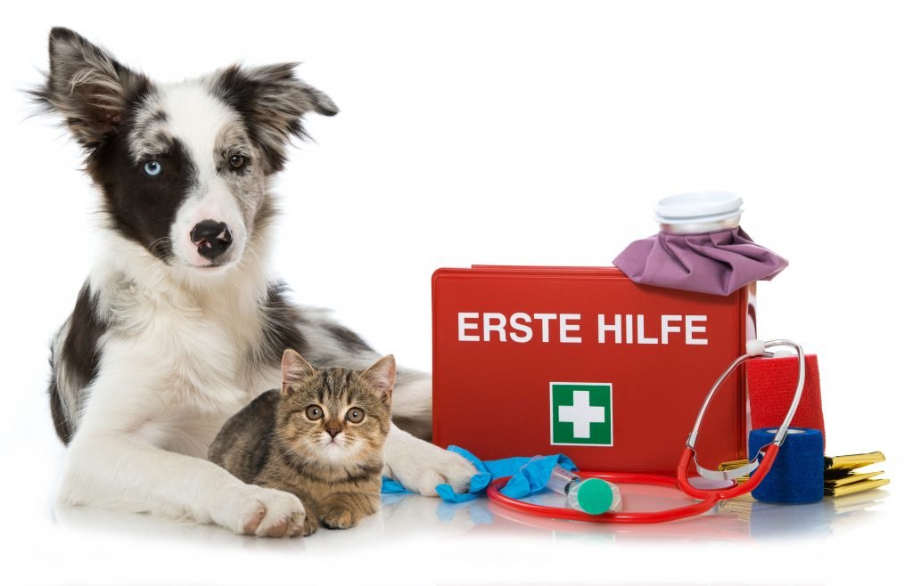 Hund und Katze mit Erste-Hilfe-Koffer