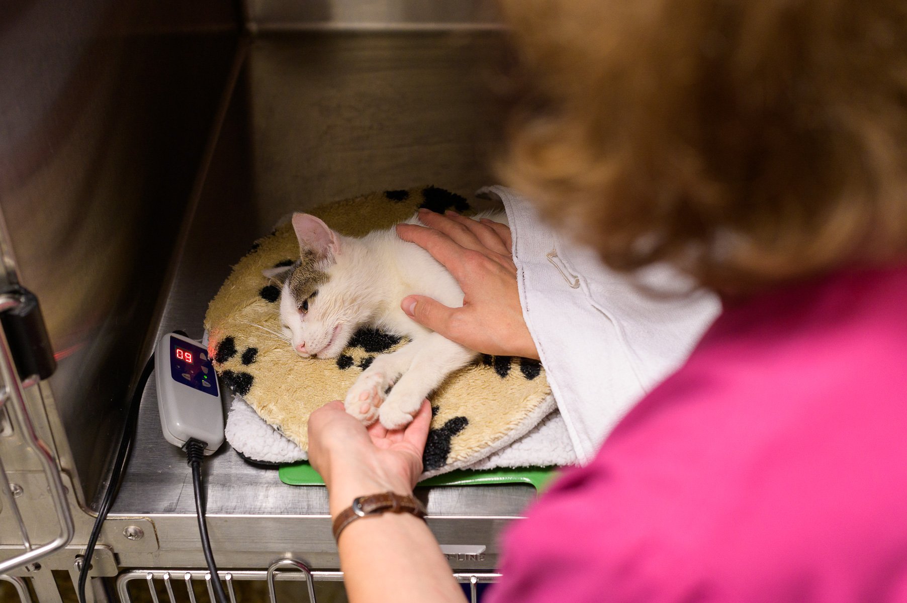 Katze wird beim Aufwachen aus der Narkose von Tierärztin überwacht