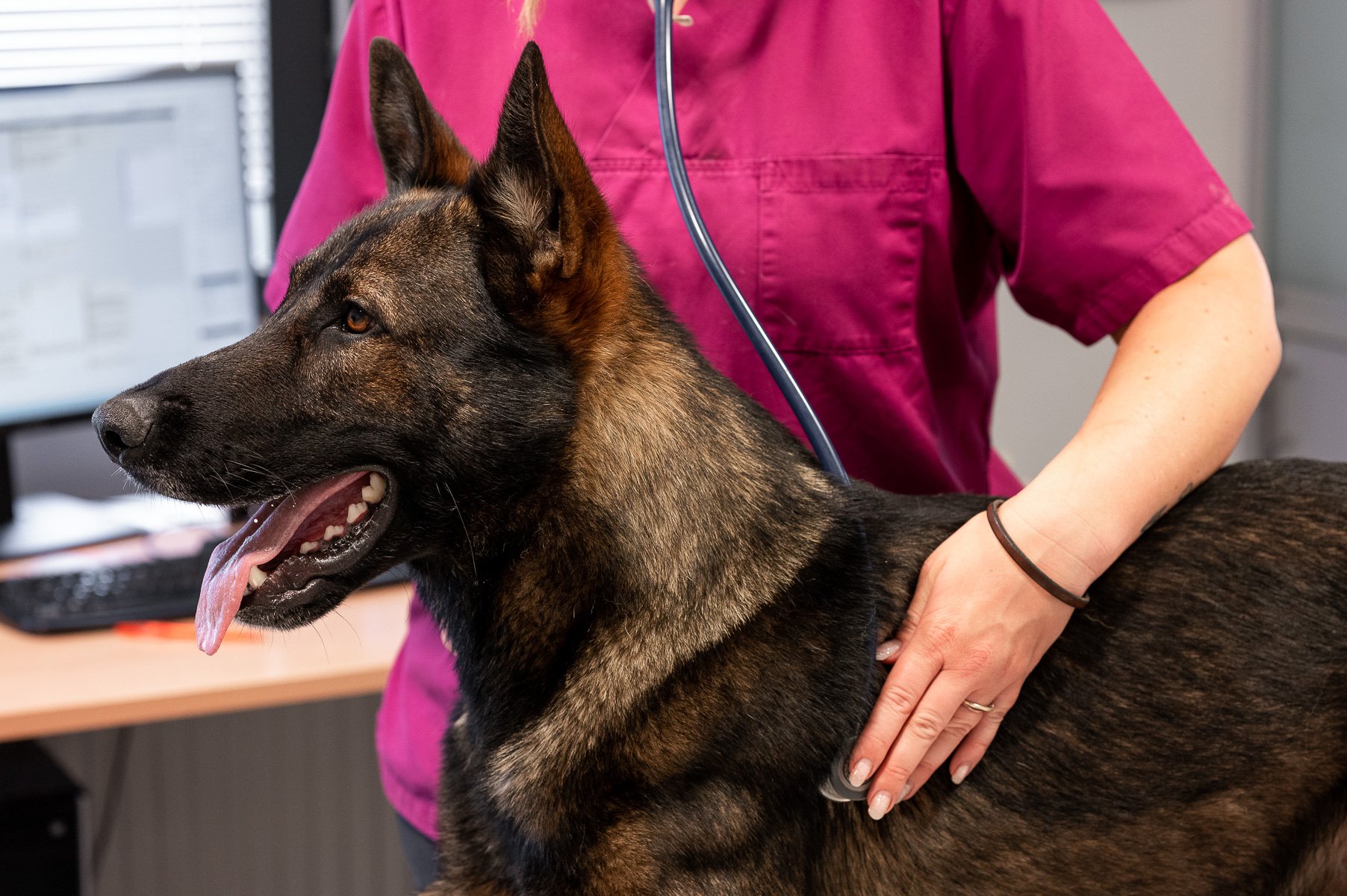 Schäferhund wird mit Stethoskop untersucht
