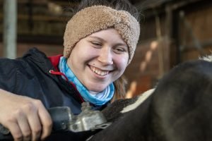Jungzüchterin schert Kuh mit Schermaschine