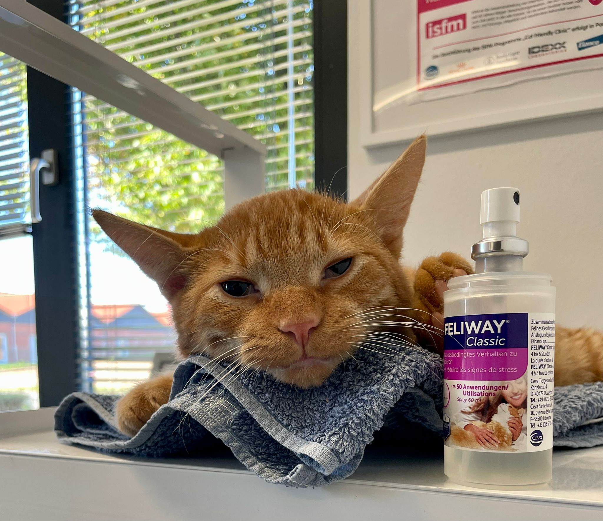 angstreife Katze liegt auf Handtuch in Tierarztpraxis